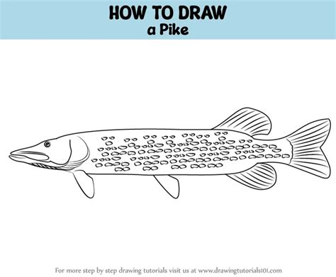 Learn How to Draw a Pike (Fishes) Step by Step Drawing Tutorials in