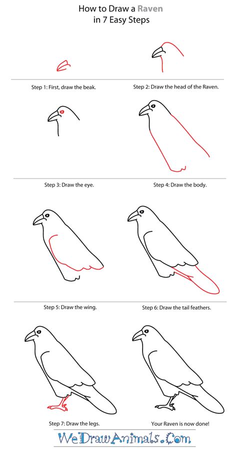 Learn How to Draw a Raven (Birds) Step by Step Drawing Tutorials