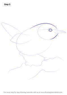Learn How to Draw a Wren (Birds) Step by Step Drawing Tutorials