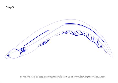 Learn How to Draw an Electric Eel (Fishes) Step by Step Drawing Tutorials