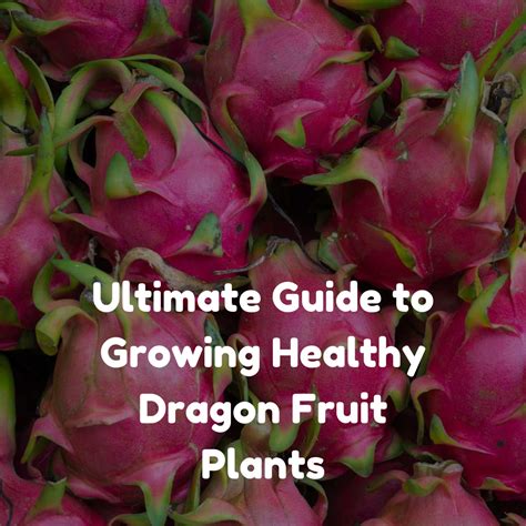 Learn How to Grow a Healthy and Beautiful fruit head with Our Expert Guide