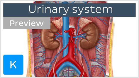 Learn Human Body - Urinary System - YouTube