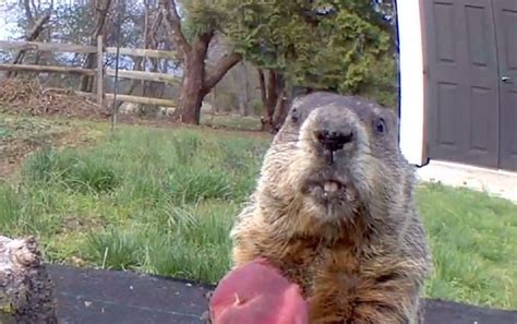 Learn Some Manners, Chunk! Groundhog Burps While Eating a …