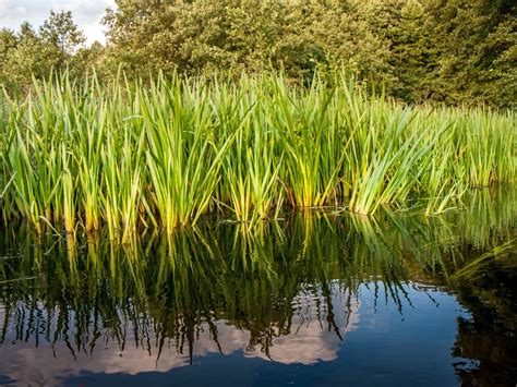 Learn When And How To Harvest Sweet Flag - Gardening Know How