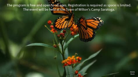 Learn about Monarch Butterflies around a campfire