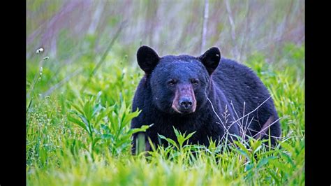 Learn about black bear safety at Greene County event