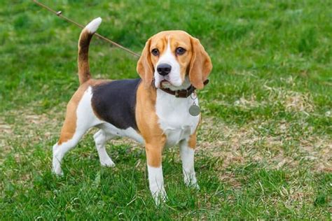 Learn all about the Beagle Breed - History, Stats, Health & More!