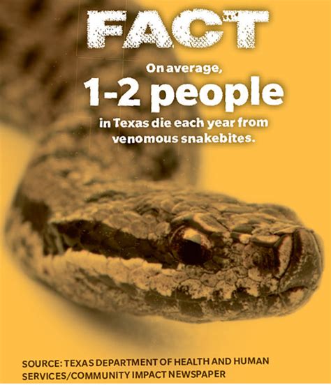 Learn how to identify these 8 snakes common in Tomball ... - impact