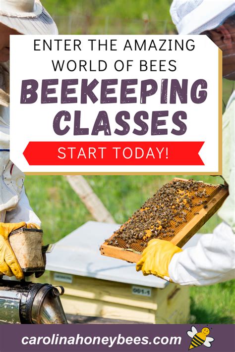 Learn the basics and beyond with these comprehensive beginner beekeeper