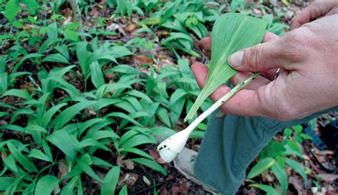 Learn to Grow Ramps, a Rare, Wild Delicacy - Hobby Farms