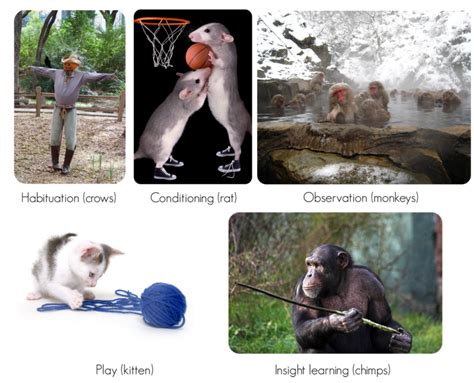 Learned Behavior in Animals: Types & Examples StudySmarter