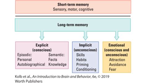 Learning And Memory Psychology Quizlet