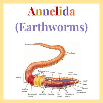 Learning Annelida Through Latest Portfolio Of Theory And Practice