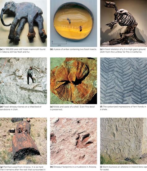 Learning Geology Fossilization