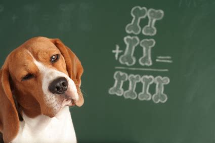 Learning Theory in Dogs-Applied - e-Training for Dogs