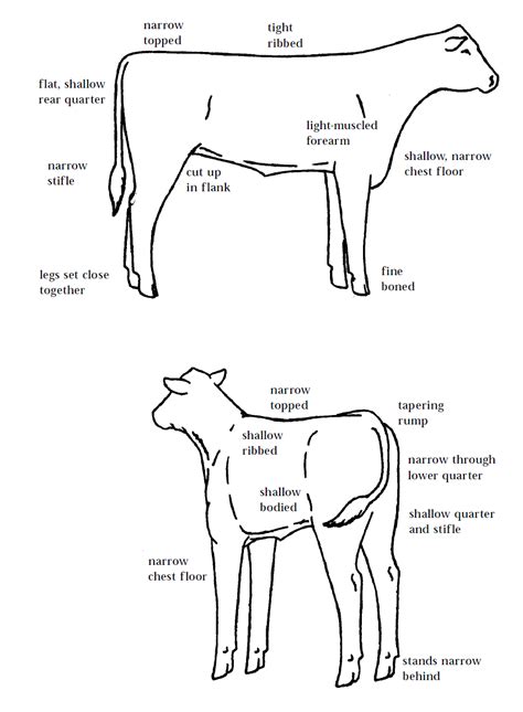 Learning to judge 4H Livestock Judging Programs How to Judge Beef