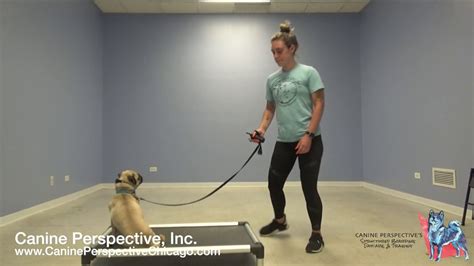 Leash Training a Small Dog - YouTube