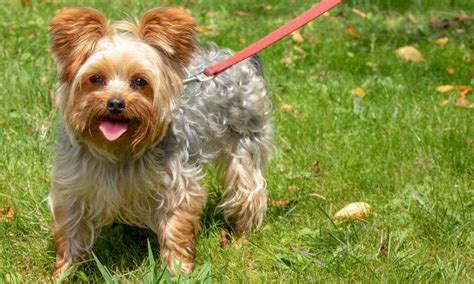 Leash training Yorkie