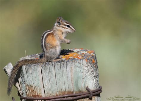 Least Chipmunk standing up on a fence post