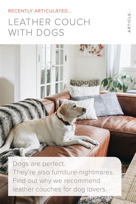 Leather Couches with Dogs (or Other Furry Animals) Articulate