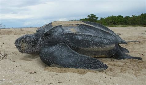 Leatherback Sea Turtle Burke Museum