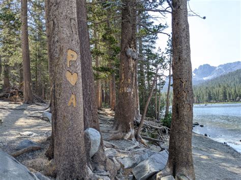 Leave no trace: Don't carve into Aspen trees in Colorado