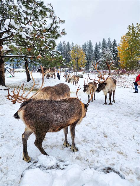 Leavenworth reindeer farm. The farm is open year-round. Erika tells me the best snow is in January and February, while during the summer, guests have the opportunity to feed baby reindeer. Soon, Leavenworth Reindeer Farm will also be home to the west coast's largest geodesic projection dome, bringing the Northern Lights to life in a stunning, immersive 360-degree … 