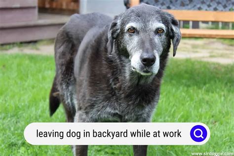 Leaving dog in the backyard while at work (Is it ok? How …