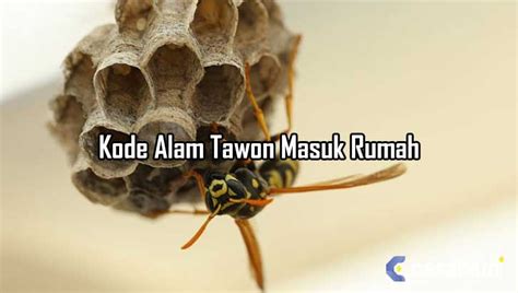 Lebah kode alam tawon 4d. Singapore yang keluaran hari.