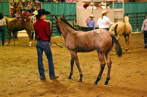 Lebanon horse auction. Things To Know About Lebanon horse auction. 