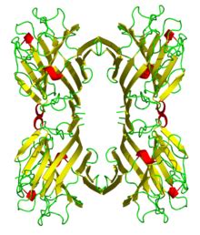 Lectin - Wikiversity