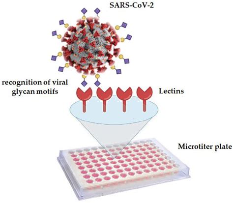 Lectin Analysis of SARSCoV2Positive Nasopharyngeal Samples Using