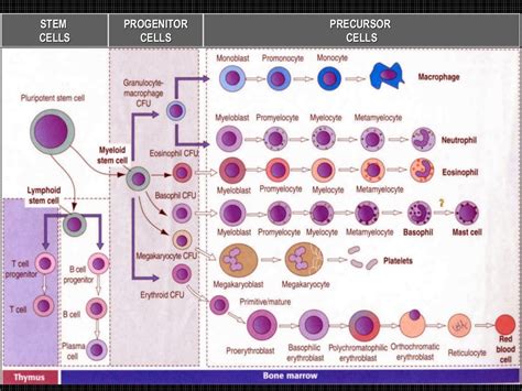Lecture4 blood