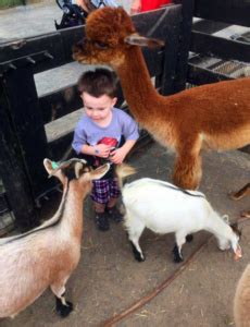Leesburg petting zoo. Leesburg Animal Park ... Small zoo featuring zebras, lemurs & other exotic species, plus a petting zoo with camels & llamas. Contact. 19270 James Monroe Hwy 
