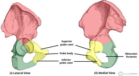 B. inferior pubic ramus：與ramus of ischium連接，合稱ischiopubic ramus C. superior pubic ramus：與ilium及ischium的body三個部分組成acetabulum（髖臼） D. acetabulum：三塊骨頭交界處，像 肩關節 一樣外側還會接軟骨來增加旋轉角度、活動範圍，上方新月狀圓滑部分稱作lunate surface（月狀 .... 