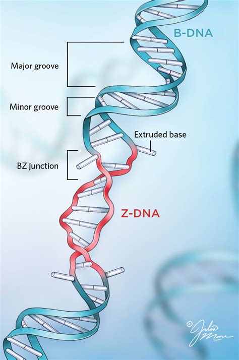 LeftHanded DNA Has a Biological Role Within a Dynamic Code