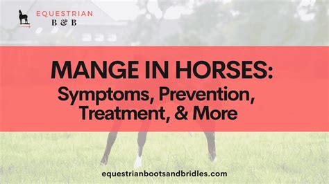 Leg Mange in Horses - Symptoms, Causes, Diagnosis