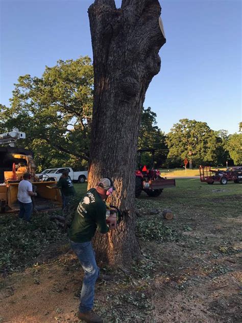 Legacy Tree Service Greenville TX