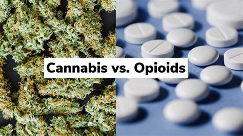 Legal Marijuana May Help Opioid Addiction Overdose