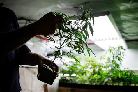 Legal pot bill vote scheduled Monday in Minnesota House