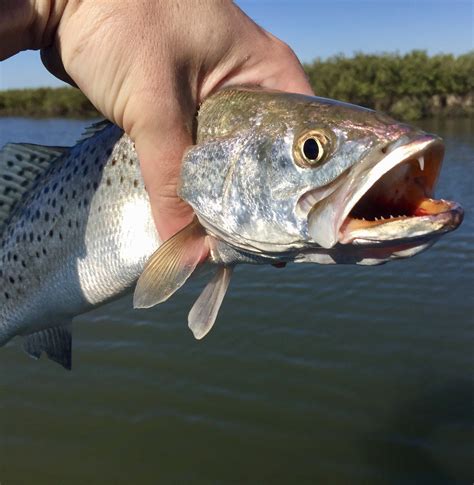The spotted sea trout limit for South Carolina is ten fish per day measuring no more than 14 inches in total length. This species may only be captured by rod and reel all year long or by gig from March 1 through November 30. For most bodies of fresh water in South Carolina, the brown, brook, and rainbow trout catch limit is five fish per day ...