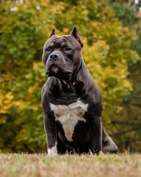  Vickie and Wade at Legendary Bully Camp, in Akron, Ohio, strive to bring dog lovers a loyal family member that is healthy, strong, and fun-loving. . 