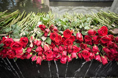 Leh_Roses Leaks XxX 164 Photos