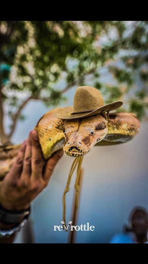 Leila_Snakecharmer Onlyfans Leak [HD] 🍑