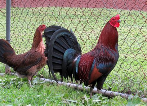 Leiper gamefowl. HDLC Gamefowl. Call - Text - Whatsapp 909-240-4060. ... They are a 5/8 to 3/8 blend of Brown Red and Leiper, we spent years getting them just right and they are! 