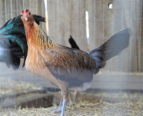 Papa's Game Fowl Farm Cart 0. ABOUT US ... Pure Trio $500| brood cock $200 | brood hen $150 cross pullets $75 | cross stags $125 *plus shipping