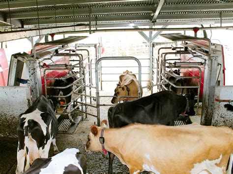 Lely Astronaut milking system review - FarmTrader.co.nz