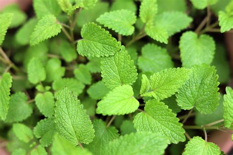 Lemon Balm - How to Grow Guide - The Hearty Garden