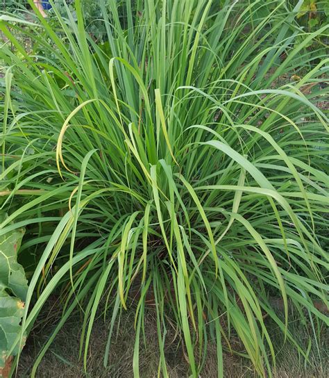 Lemon Grass