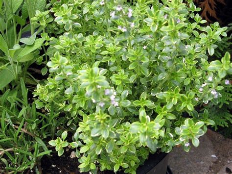 Lemon Thyme Care - Growing And Harvesting Lemon Thyme Herbs